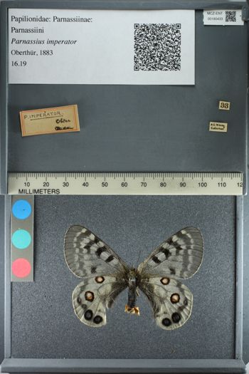 Media type: image;   Entomology 180433